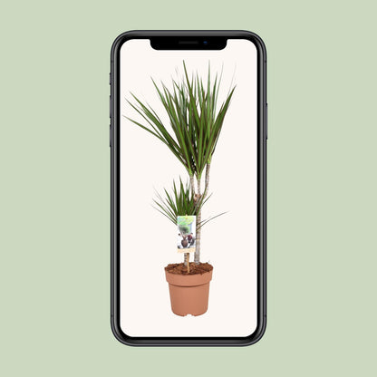 Dracaena Marginata – Pflegeleichter Drachenbaum Ø17cm