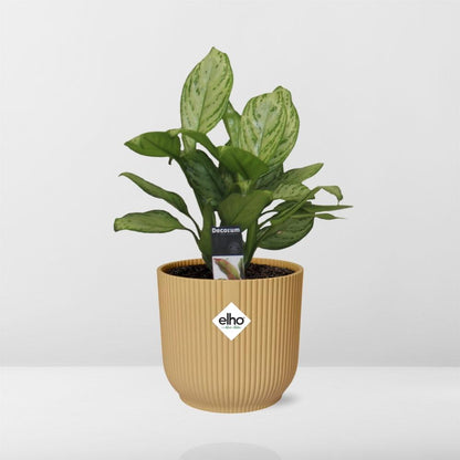 Aglaonema Christina – Pflegeleichte Zimmerpflanze im ELHO Vibes Fold 14cm Gelb