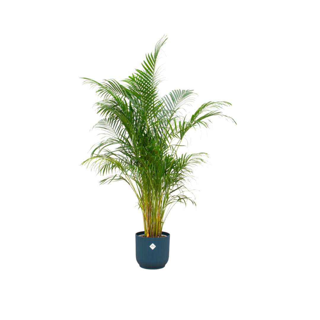 Areca-Palme im elho Vibes Fold Round Topf Ø30 – 160 cm