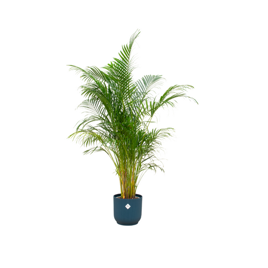 Areca-Palme im elho Vibes Fold Round Topf Ø30 – 160 cm