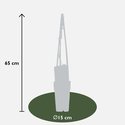 3x Clematis Piilu – Blühende Sommerpracht Ø15cm