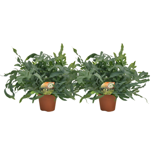 Phlebodium Blue Star Farn – 2er Set Ø17cm Topf