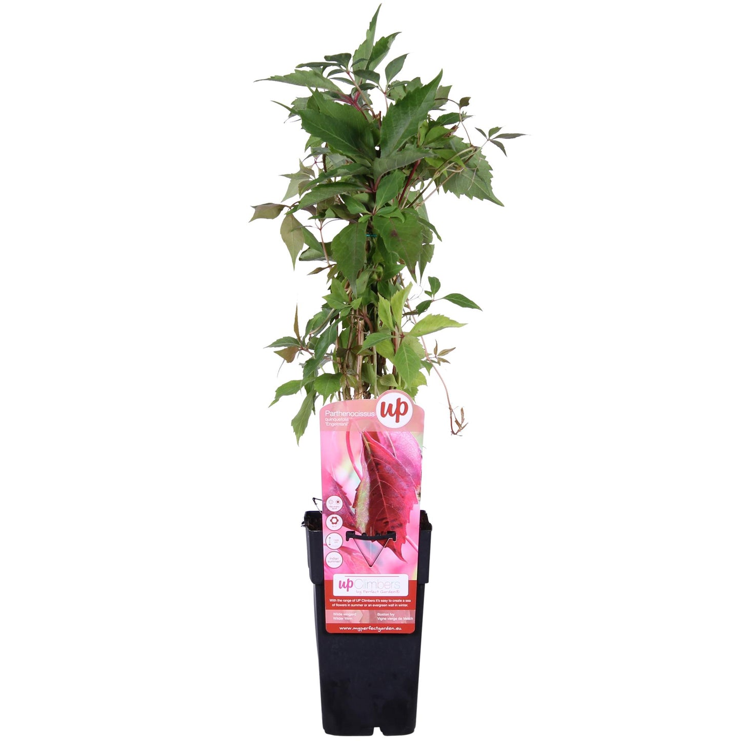 Parthenocissus quinquefolia 'Engelmannii' – Selbstkletternder Wild Wingerd Ø15cm