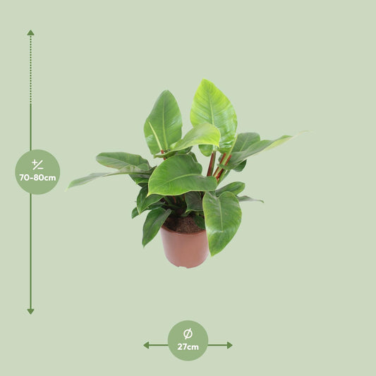 Philodendron Imperial Green – Pflegeleichte Zimmerpflanze Ø27cm