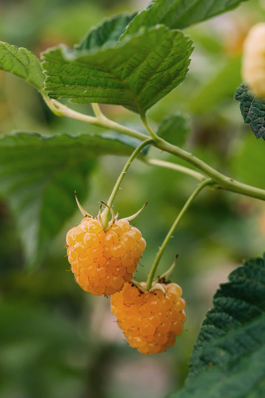 4er-Set Rubus 'Autumn' – Robuste Herbst-Hecke Ø13cm