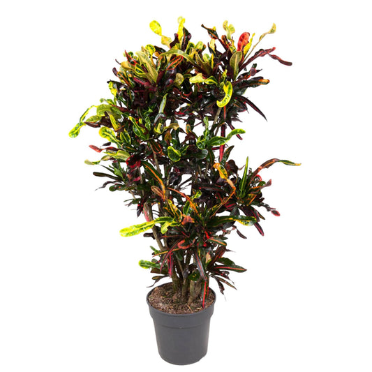 Codiaeum Mammi vertakt – Bunte, pflegeleichte Zimmerpflanze 120 cm