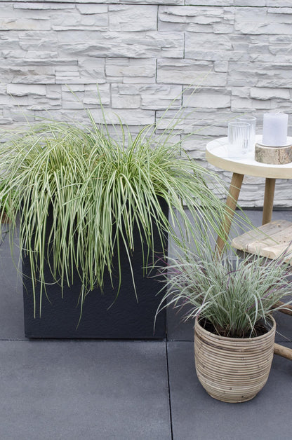 5er Set Carex Mix – Pflegeleichte Ziergräser Ø14cm