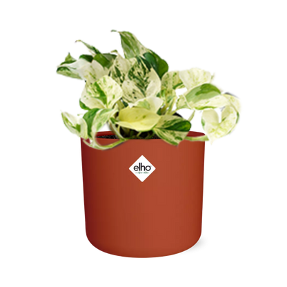 Epipremnum Pinnatum Happy Leaf im ELHO b.for soft Rond 14cm Brique