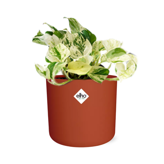 Epipremnum Pinnatum Happy Leaf im ELHO b.for soft Rond 14cm Brique
