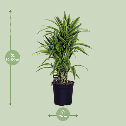 Dracaena Fragrans Lemon Lime – Pflegeleichte exotische Zimmerpflanze Ø24cm