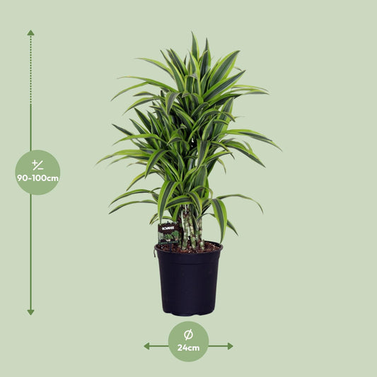 Dracaena Fragrans Lemon Lime – Pflegeleichte exotische Zimmerpflanze Ø24cm
