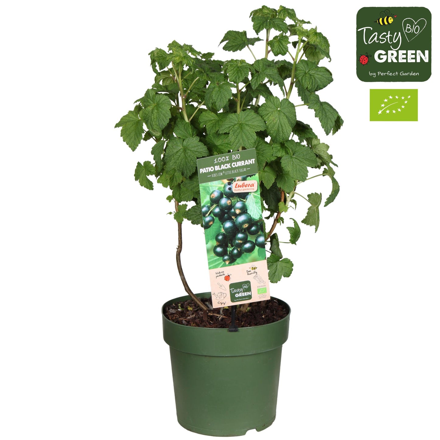 Schwarze Johannisbeere 'Little Black Sugar' Bio – kompakt & aromatisch