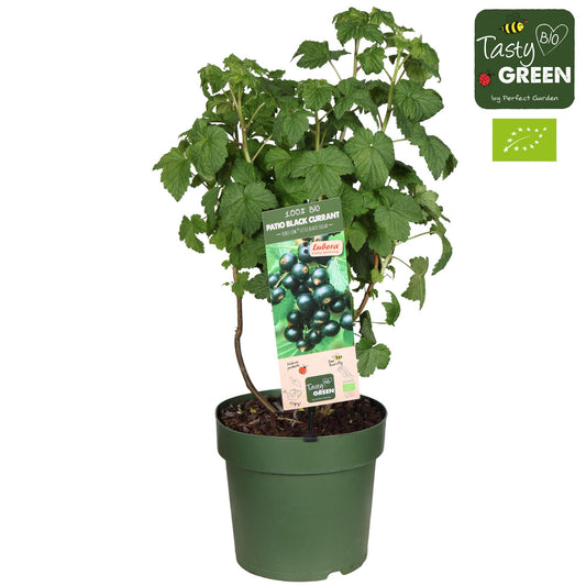 Schwarze Johannisbeere 'Little Black Sugar' Bio – kompakt & aromatisch