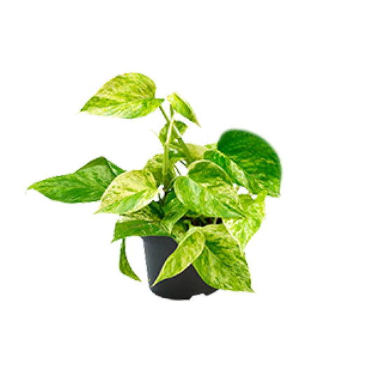 Epipremnum Marble Queen – Goldener Efeu Ø12 cm