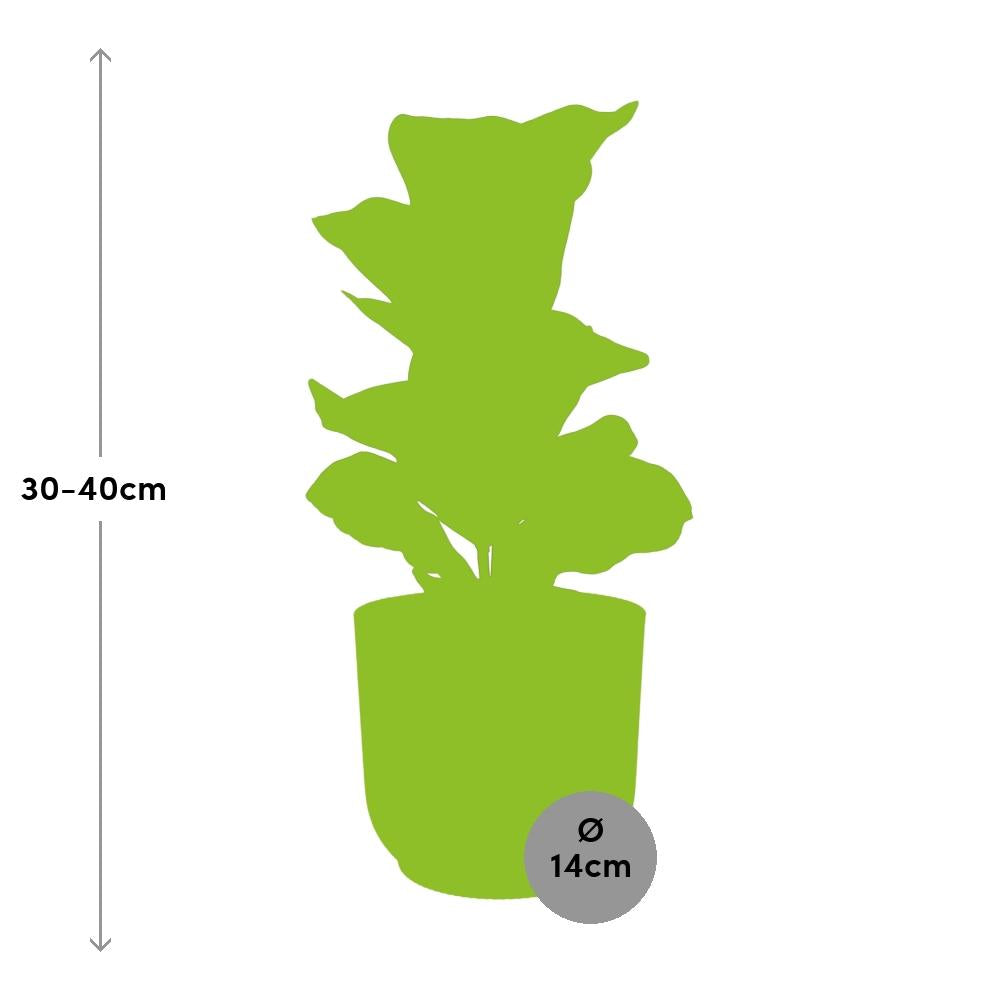 Ficus Lyrata ‘Bambino’ – Pflegeleichte Zimmerpflanze im ELHO Vibes Fold Topf