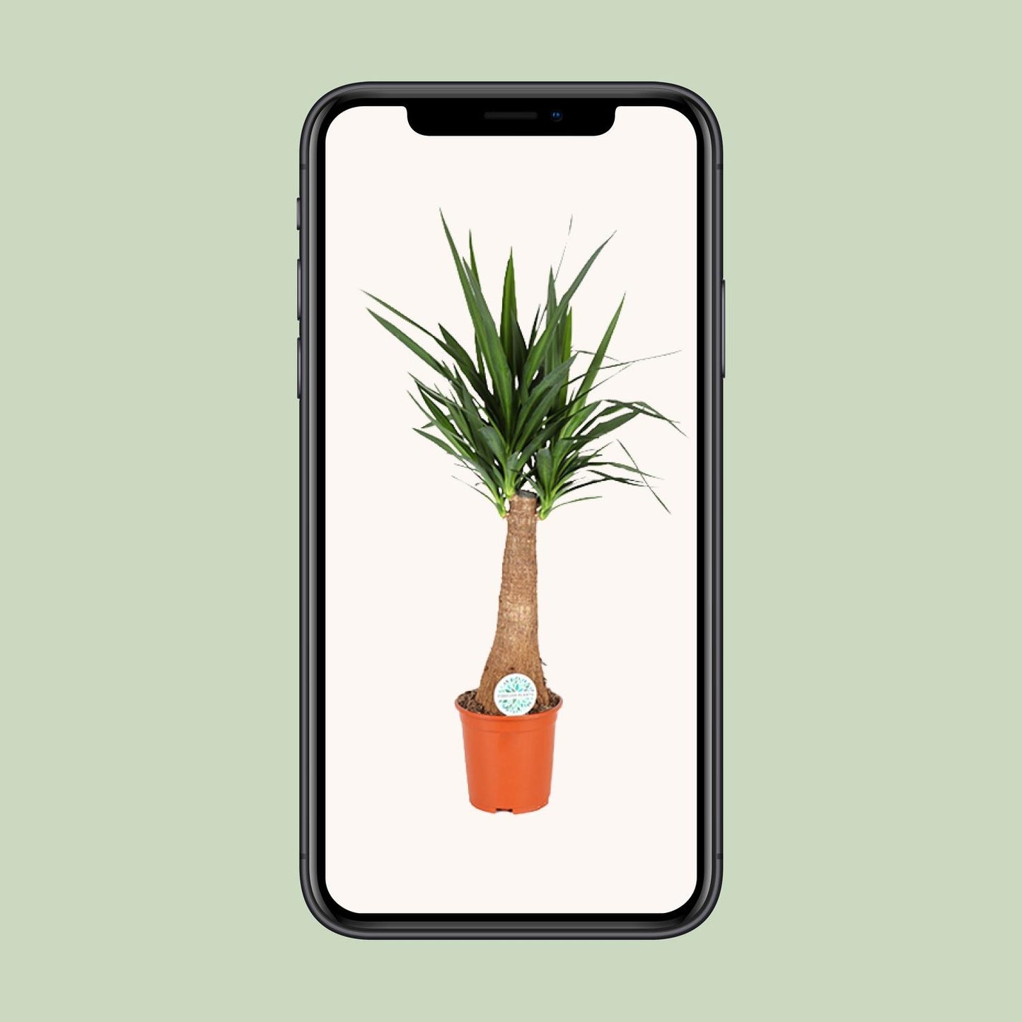 Yucca – pflegeleichte Zimmer- und Gartenpflanze Ø27cm, 120cm hoch