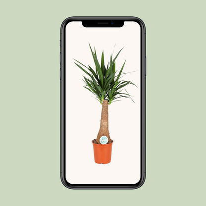 Yucca – pflegeleichte Zimmer- und Gartenpflanze Ø27cm, 120cm hoch