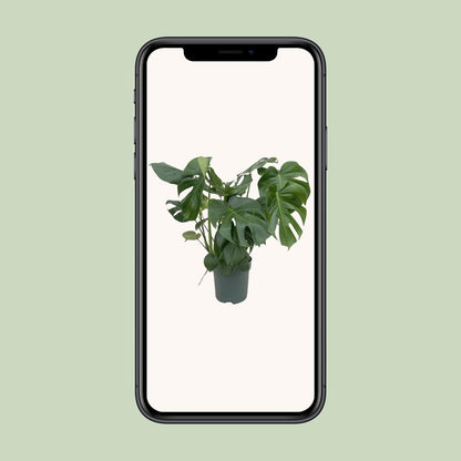 Monstera Deliciosa – 80 cm – Pflegeleichte Zimmerpflanze