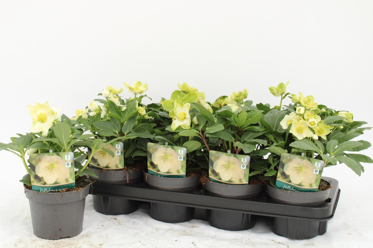 Helleborus Niger – Pflegeleichte Christrose Ø13cm