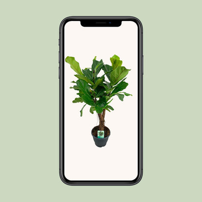 Ficus Lyrata – Geigenfeige Ø26cm, ca. 100cm hoch