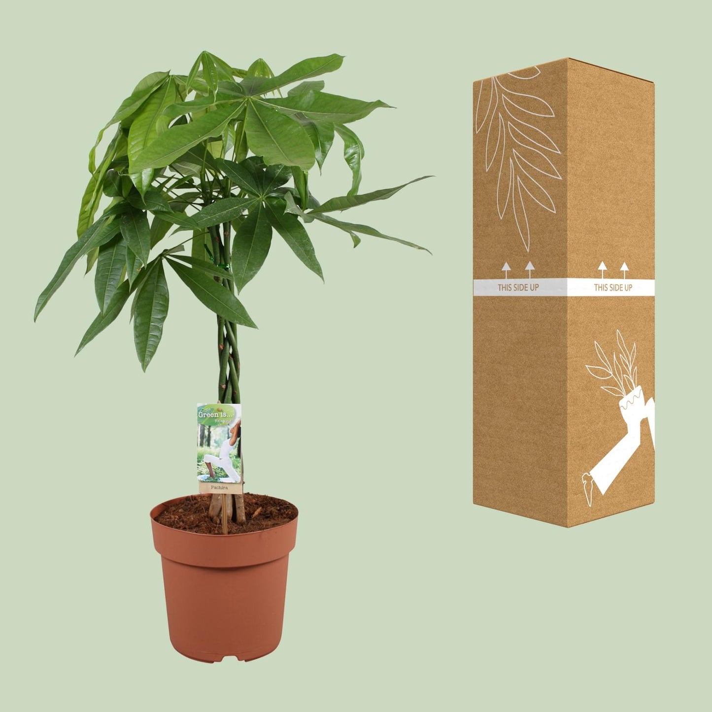 Pachira Aquatica – Pflegeleichte Zimmerpflanze Ø21cm, Höhe 90cm