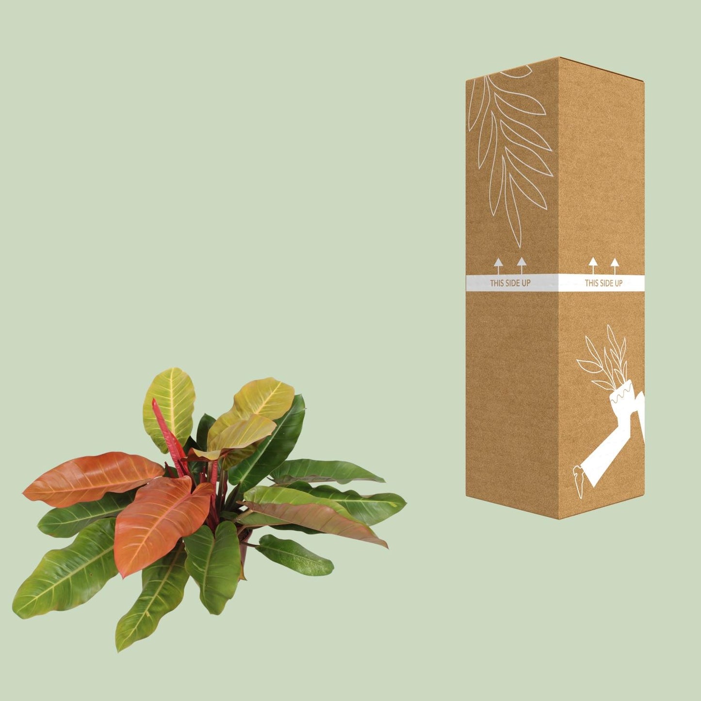 Philodendron 'Prince of Orange' – 75 cm pflegeleichte Zimmerpflanze