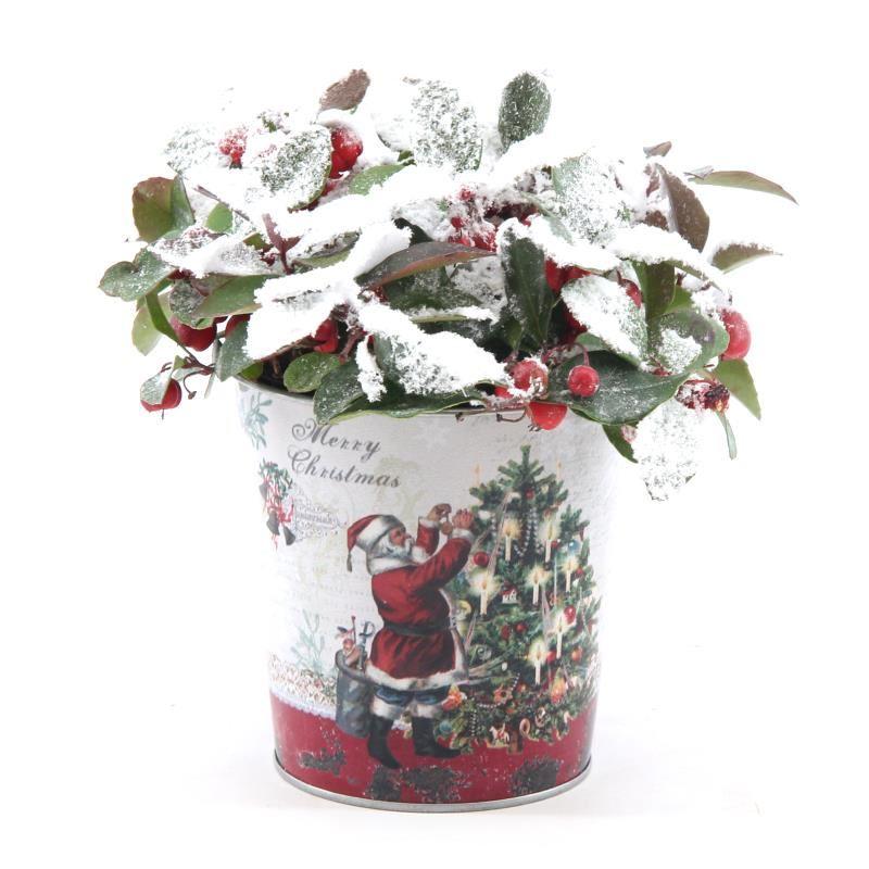 Gaultheria 'Big Berry'® – Winterliche Beerenpracht im Zinktopf