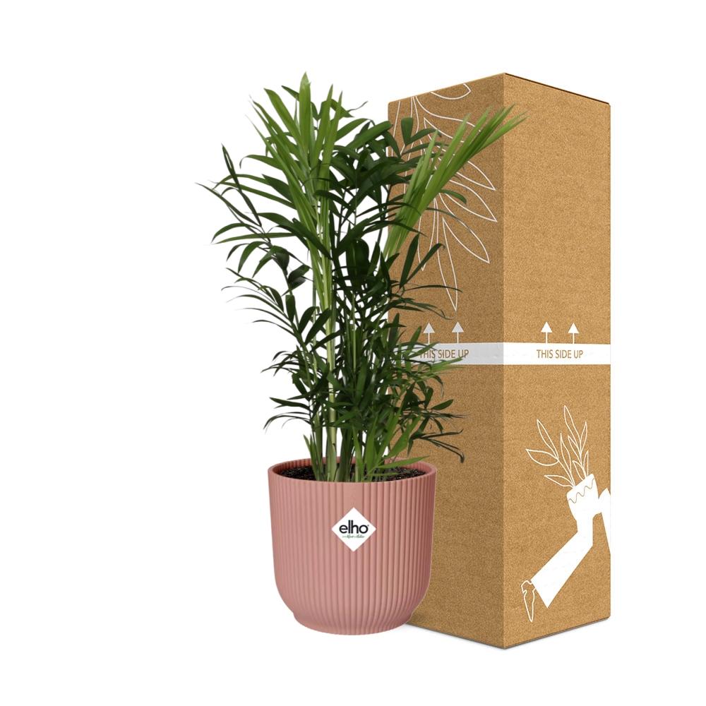 Chamaedorea Elegans Zwergbergpalme im ELHO Vibes Fold Topf rosa