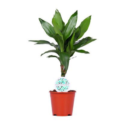 Dracaena Janet Lind – Pflegeleichte & Luftreinigende Zimmerpflanze