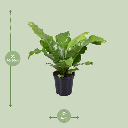 Asplenium Nidus – Pflegerleichter Vogelnestfarn Ø17cm