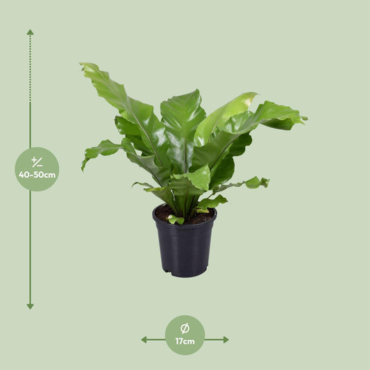 Asplenium Nidus – Pflegerleichter Vogelnestfarn Ø17cm