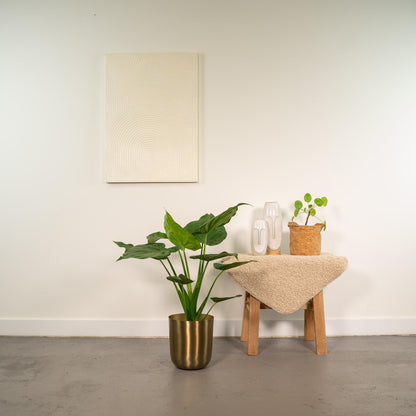 Alocasia Cucullata Ø19cm – Tropisches Elefantenohr mit Mayk Gold Topf