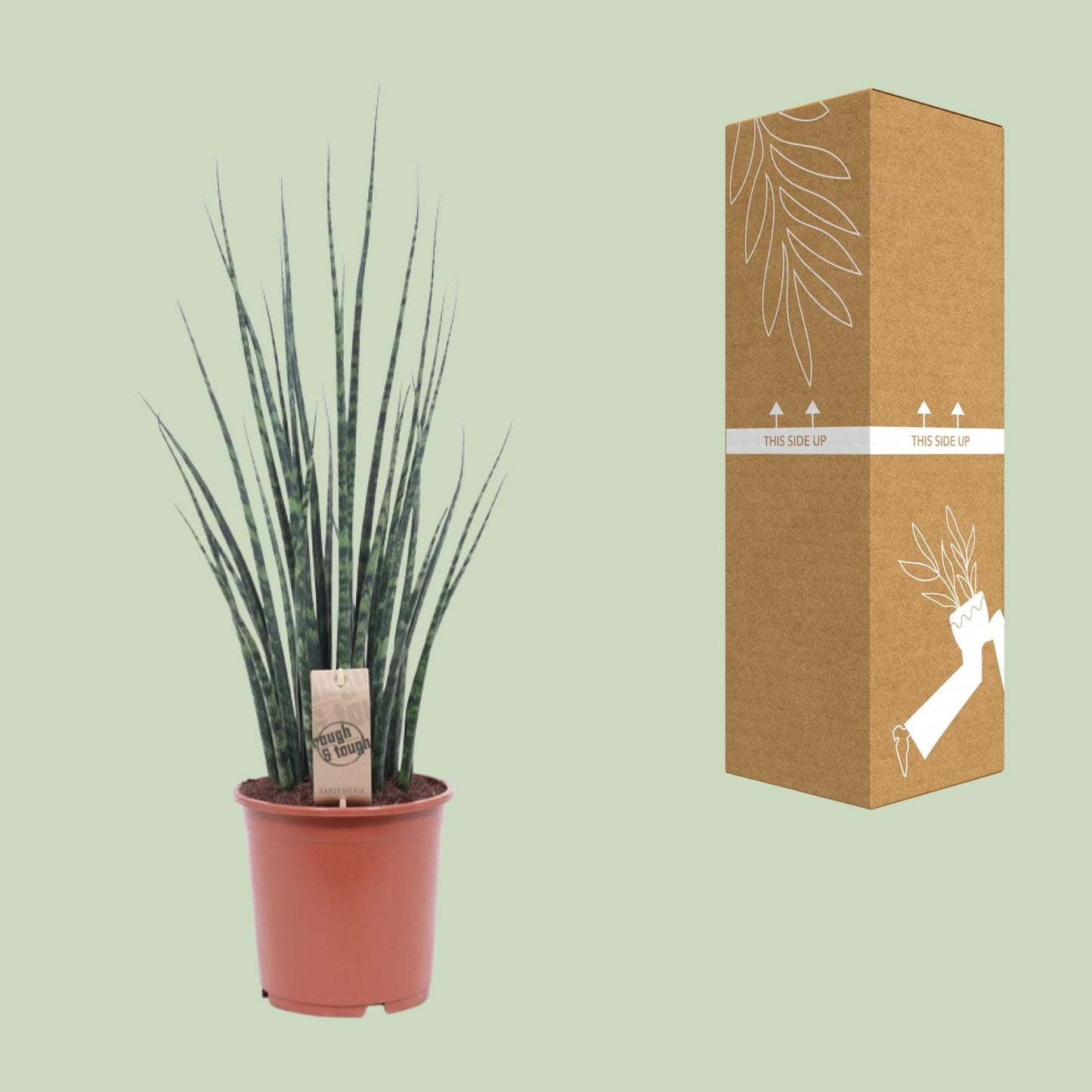 Sansevieria Fernwood Mikado Ø19cm – Pflegeleichte Zimmerpflanze