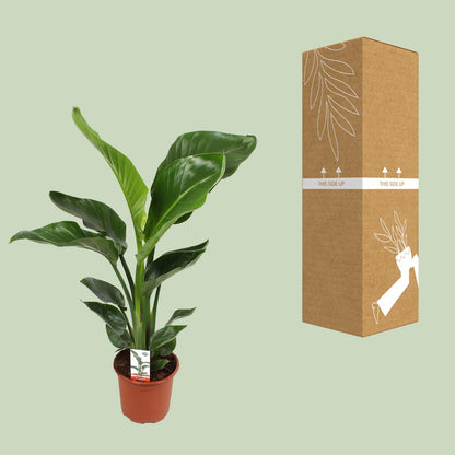 Strelitzia Nicolai – Tropische Paradiesvogelblume Ø17 cm