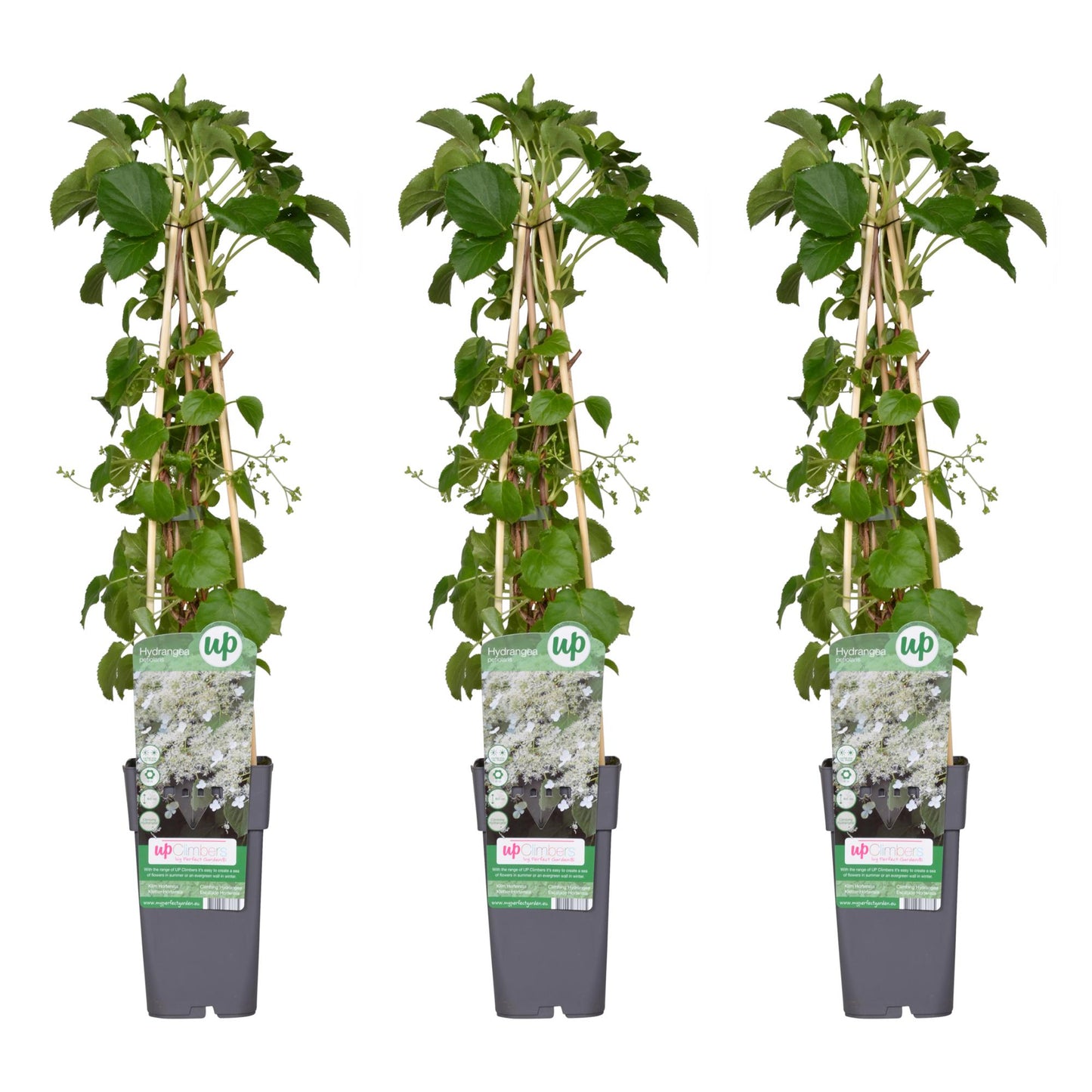 Kletterhortensie 65 cm – Pflegeleichte Kletterpflanze für Garten & Balkon
