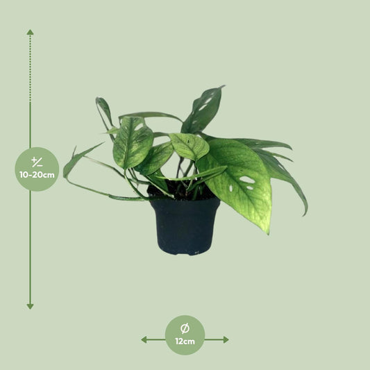 Epipremnum 'Cebu Blue' – Pflegeleichte Zimmerpflanze Ø12cm