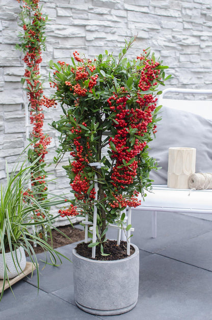 Pyracantha coccinea Red Star – Immergrüner Feuerdorn mit roten Beeren
