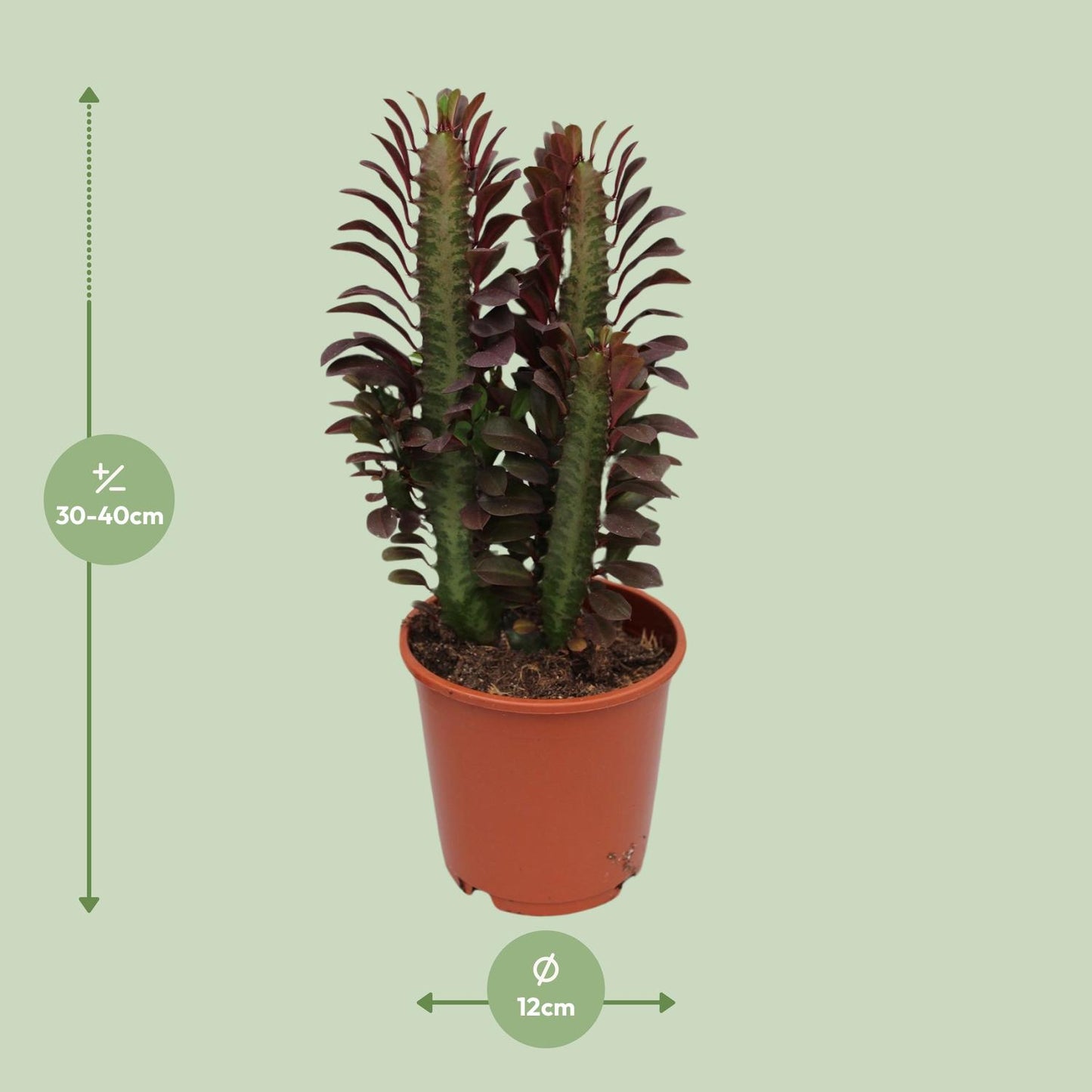 Afrikanischer Milchbaum Rubra – Pflegeleichte Zimmerpflanze Ø12cm