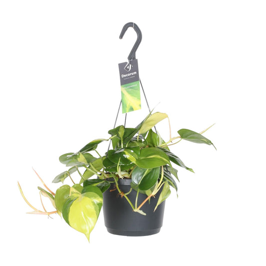 Philodendron Scandens Brasil – Pflegeleichte Zimmerpflanze Ø17cm