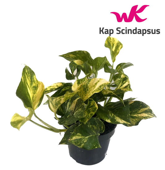 Scindapsus N'joy Gold – Pflegeleichte Zimmerpflanze Ø12cm