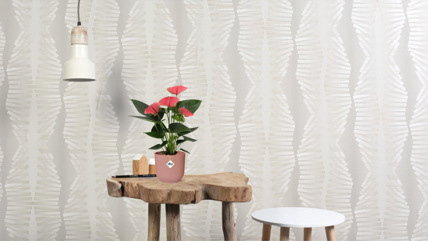 Flamingoblume 'Sweet Dream' – Tropische Zimmerpflanze 36 cm