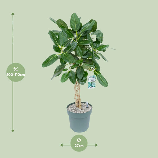 Ficus Altissima Ø27cm – Luftreinigende & Pflegeleichte Zimmerpflanze