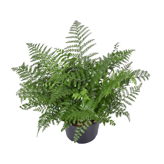 Asplenium Parvati – Eleganter pflegeleichter Zimmerfarn Ø23cm