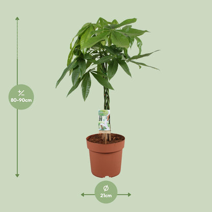 Pachira Aquatica – Pflegeleichte Zimmerpflanze Ø21cm