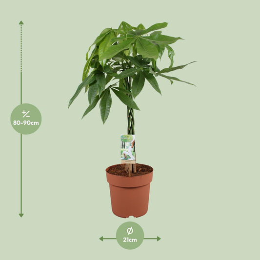 Pachira Aquatica – Pflegeleichte Zimmerpflanze Ø21cm