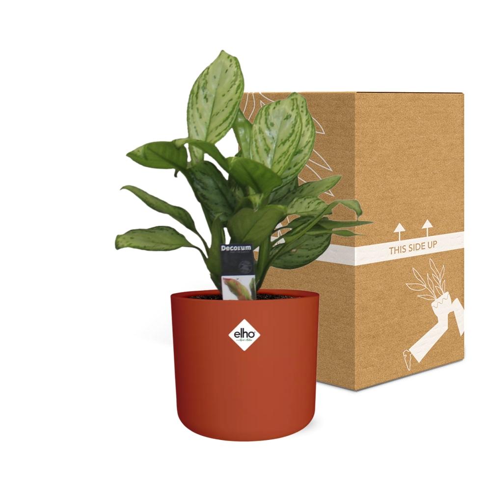 Aglaonema Christina – Luftreinigende Zimmerpflanze im ELHO b.for soft Rond 14cm Brique