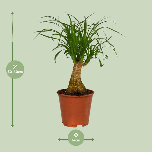 Beaucarnea Nolina – Pflegeleichter Elefantenfuß Ø14cm
