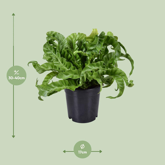 Streifenfarn 'Asplenium' – Pflegeleichte Zimmerpflanze Ø17cm