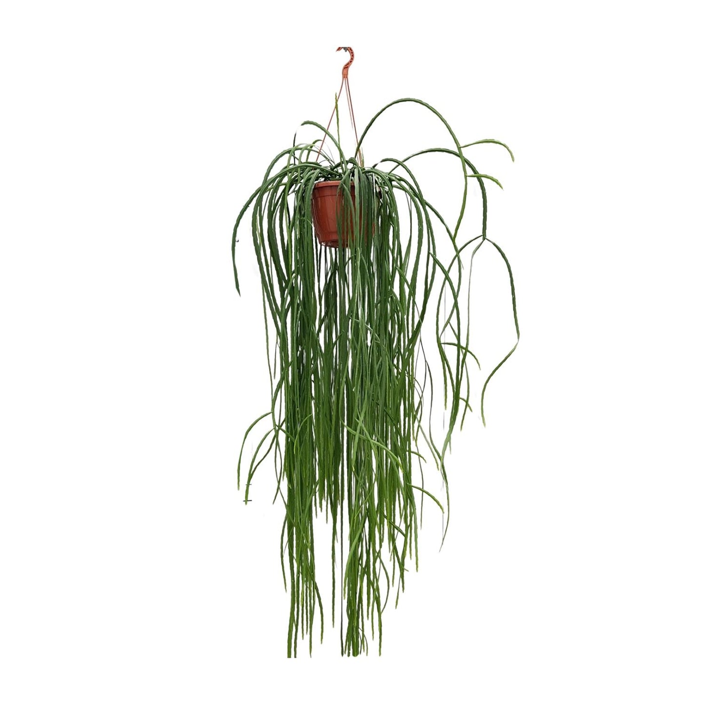 Lepismium Bolivianum – Pflegeleichter Hängekaktus Ø20cm