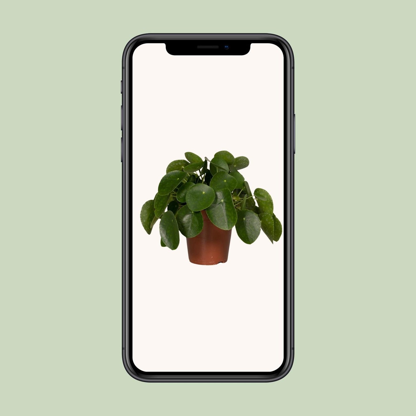Pilea Peperomioides – Pfannkuchenpflanze Ø15cm, pflegeleicht